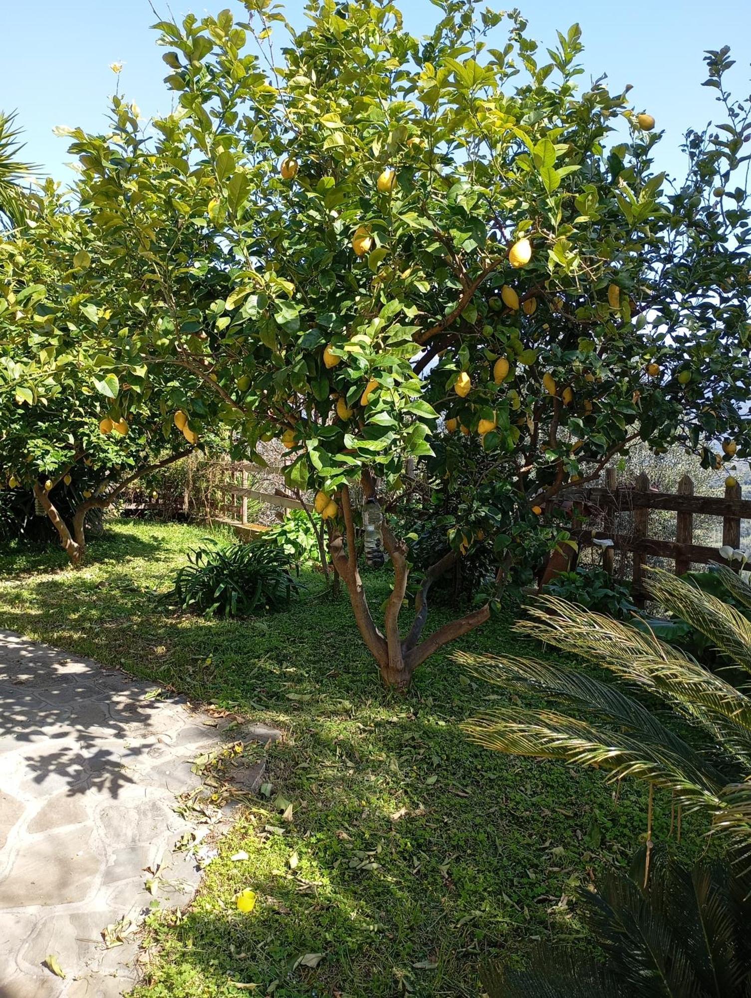 Casa Vacanze Diamante Ogliastro Cilento Exterior photo